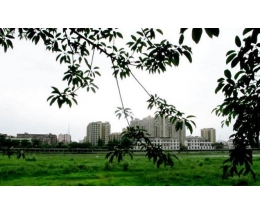 雒城印象环保集成墙面
