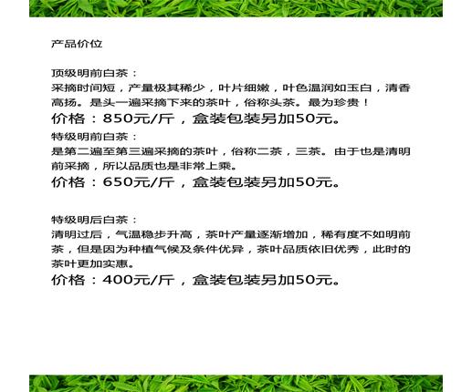 安吉高山白茶