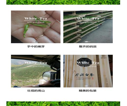 安吉高山白茶