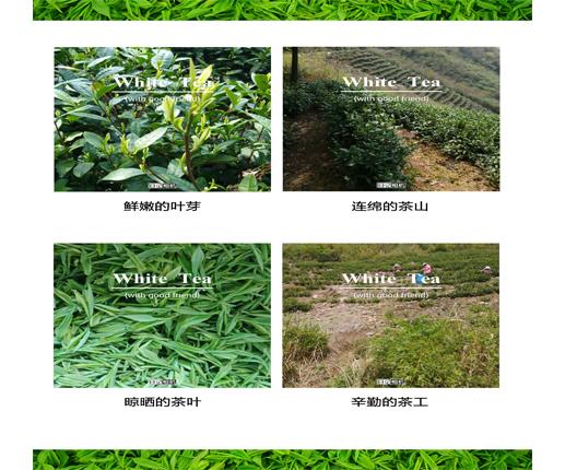 安吉高山白茶