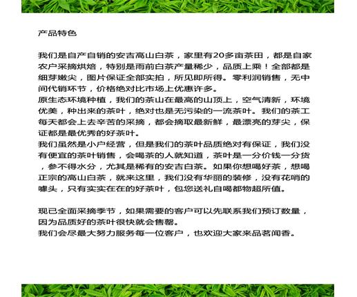 安吉高山白茶