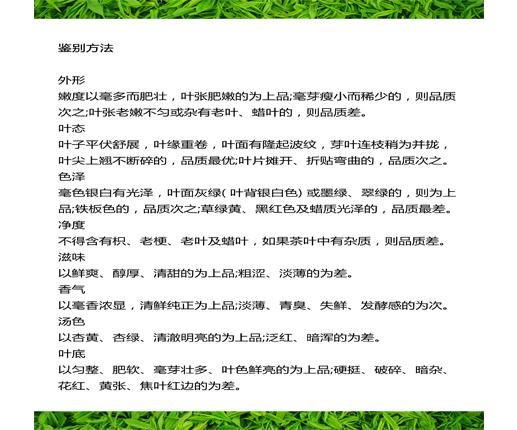 安吉高山白茶