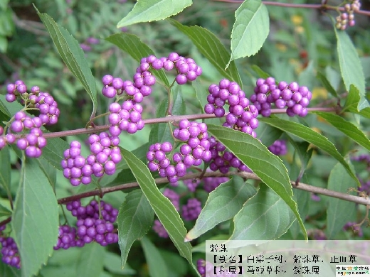 爵丽紫珠美
