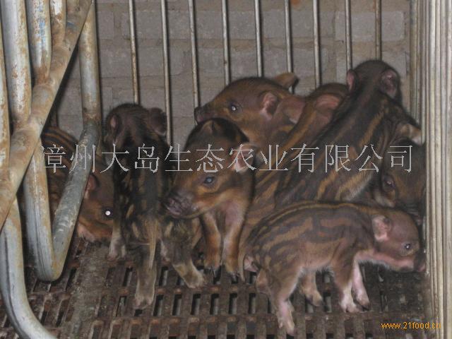 大岛生态贵妃鸡加盟