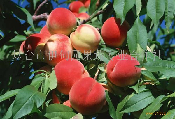 伊甸园果蔬加盟