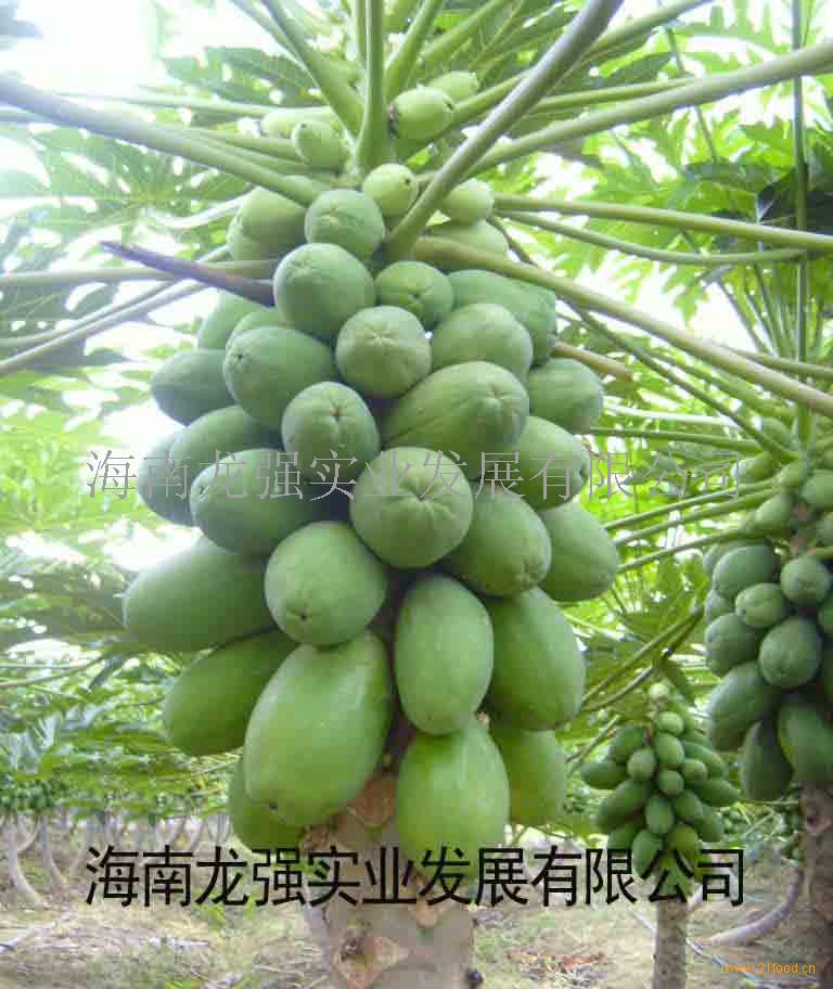 龙强加盟