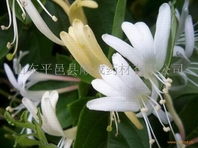 顺成药材加盟