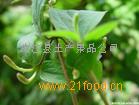 南江县土产加盟